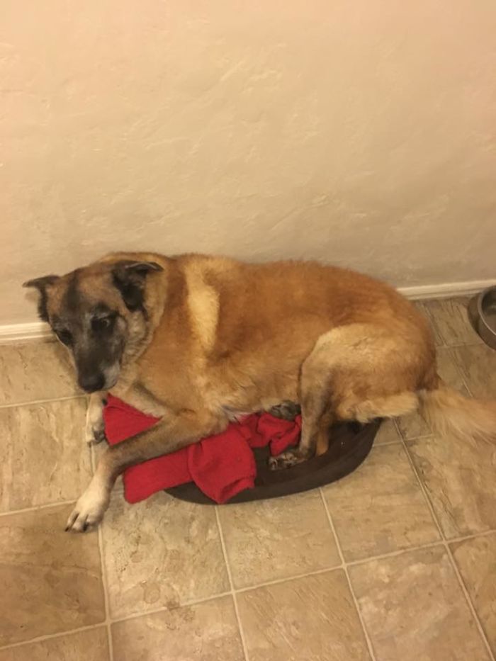 Hey Pandas, This Time Share Pictures Of Your Doggos And Puppers Acting Weird Hey Pandas, This Time Share Pictures Of Your Doggos And Puppers Acting Weird