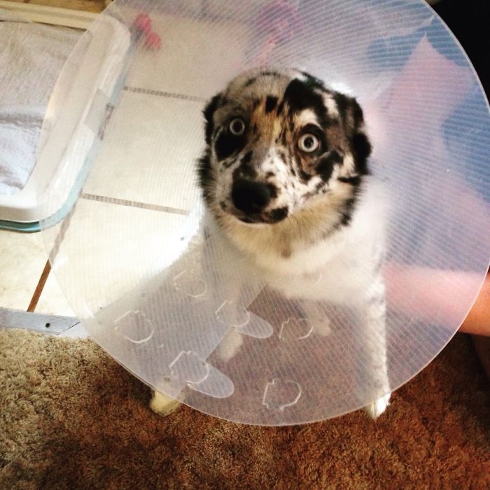 Hey Pandas, This Time Share Pictures Of Your Doggos And Puppers Acting Weird Hey Pandas, This Time Share Pictures Of Your Doggos And Puppers Acting Weird