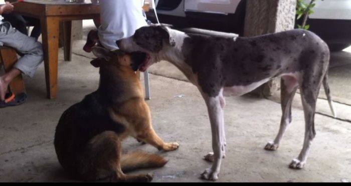 Hey Pandas, This Time Share Pictures Of Your Doggos And Puppers Acting Weird Hey Pandas, This Time Share Pictures Of Your Doggos And Puppers Acting Weird