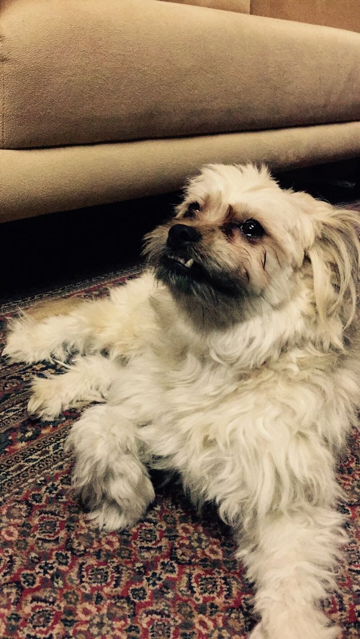 Hey Pandas, This Time Share Pictures Of Your Doggos And Puppers Acting Weird Hey Pandas, This Time Share Pictures Of Your Doggos And Puppers Acting Weird