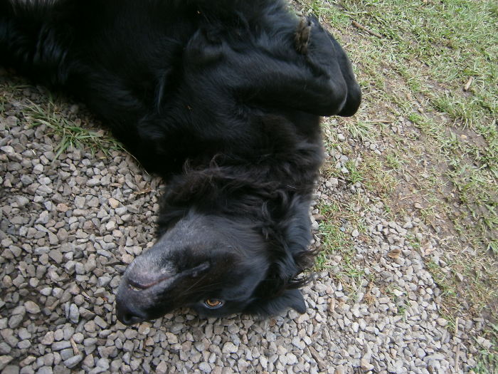 Hey Pandas, This Time Share Pictures Of Your Doggos And Puppers Acting Weird Hey Pandas, This Time Share Pictures Of Your Doggos And Puppers Acting Weird