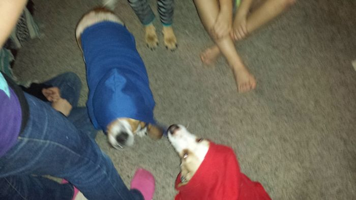 Hey Pandas, This Time Share Pictures Of Your Doggos And Puppers Acting Weird Hey Pandas, This Time Share Pictures Of Your Doggos And Puppers Acting Weird