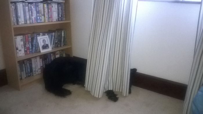 Hey Pandas, This Time Share Pictures Of Your Doggos And Puppers Acting Weird Hey Pandas, This Time Share Pictures Of Your Doggos And Puppers Acting Weird