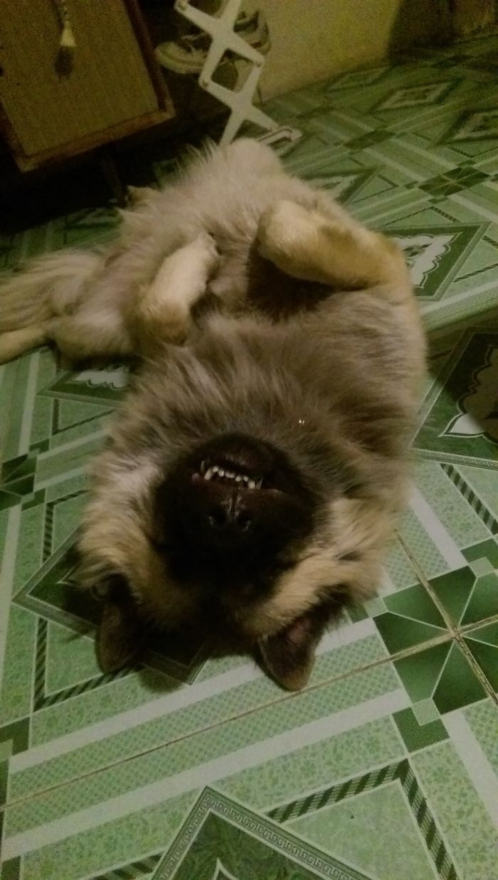 Hey Pandas, This Time Share Pictures Of Your Doggos And Puppers Acting Weird Hey Pandas, This Time Share Pictures Of Your Doggos And Puppers Acting Weird