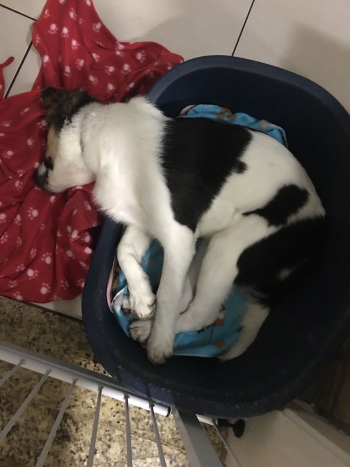 Hey Pandas, This Time Share Pictures Of Your Doggos And Puppers Acting Weird Hey Pandas, This Time Share Pictures Of Your Doggos And Puppers Acting Weird