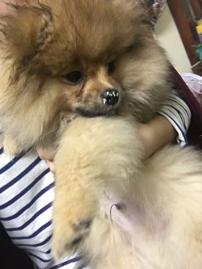 Hey Pandas, This Time Share Pictures Of Your Doggos And Puppers Acting Weird Hey Pandas, This Time Share Pictures Of Your Doggos And Puppers Acting Weird