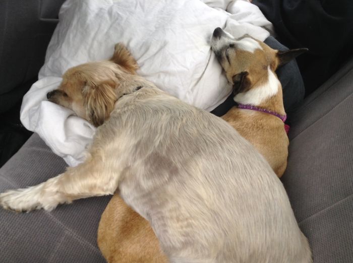 Hey Pandas, This Time Share Pictures Of Your Doggos And Puppers Acting Weird Hey Pandas, This Time Share Pictures Of Your Doggos And Puppers Acting Weird