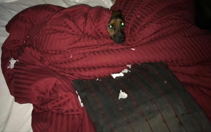 Hey Pandas, This Time Share Pictures Of Your Doggos And Puppers Acting Weird Hey Pandas, This Time Share Pictures Of Your Doggos And Puppers Acting Weird