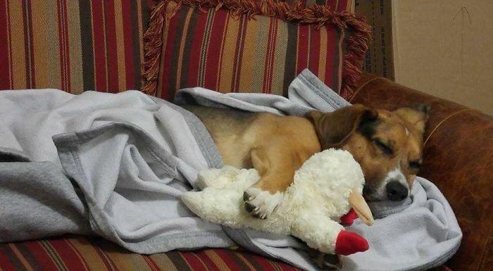 Hey Pandas, This Time Share Pictures Of Your Doggos And Puppers Acting Weird Hey Pandas, This Time Share Pictures Of Your Doggos And Puppers Acting Weird