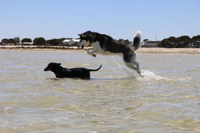 Hey Pandas, This Time Share Pictures Of Your Doggos And Puppers Acting Weird Hey Pandas, This Time Share Pictures Of Your Doggos And Puppers Acting Weird