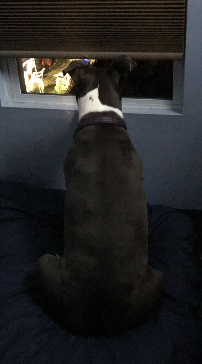 Hey Pandas, This Time Share Pictures Of Your Doggos And Puppers Acting Weird Hey Pandas, This Time Share Pictures Of Your Doggos And Puppers Acting Weird