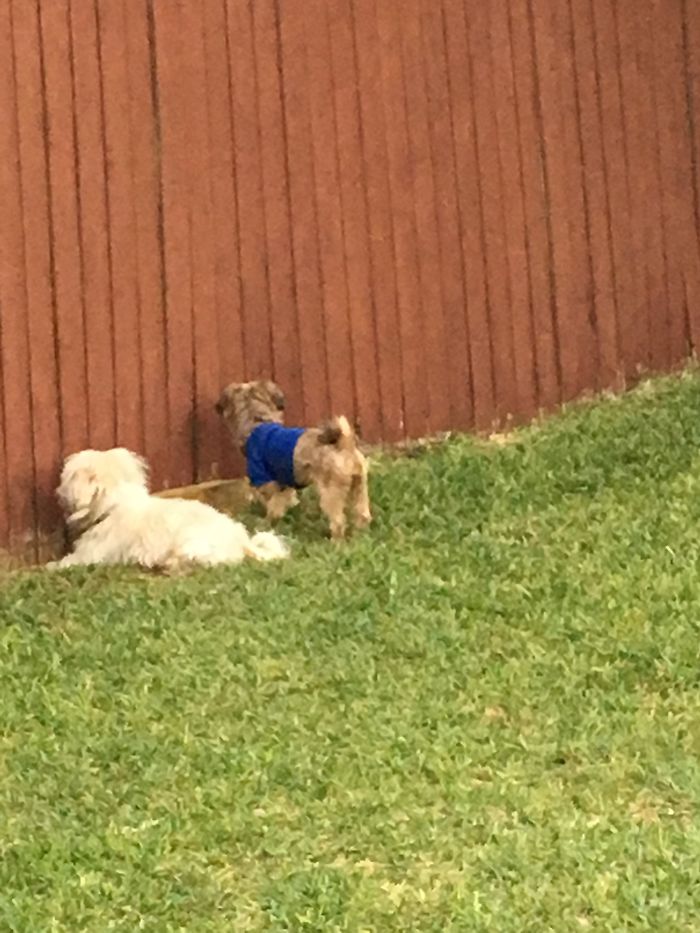 Hey Pandas, This Time Share Pictures Of Your Doggos And Puppers Acting Weird Hey Pandas, This Time Share Pictures Of Your Doggos And Puppers Acting Weird