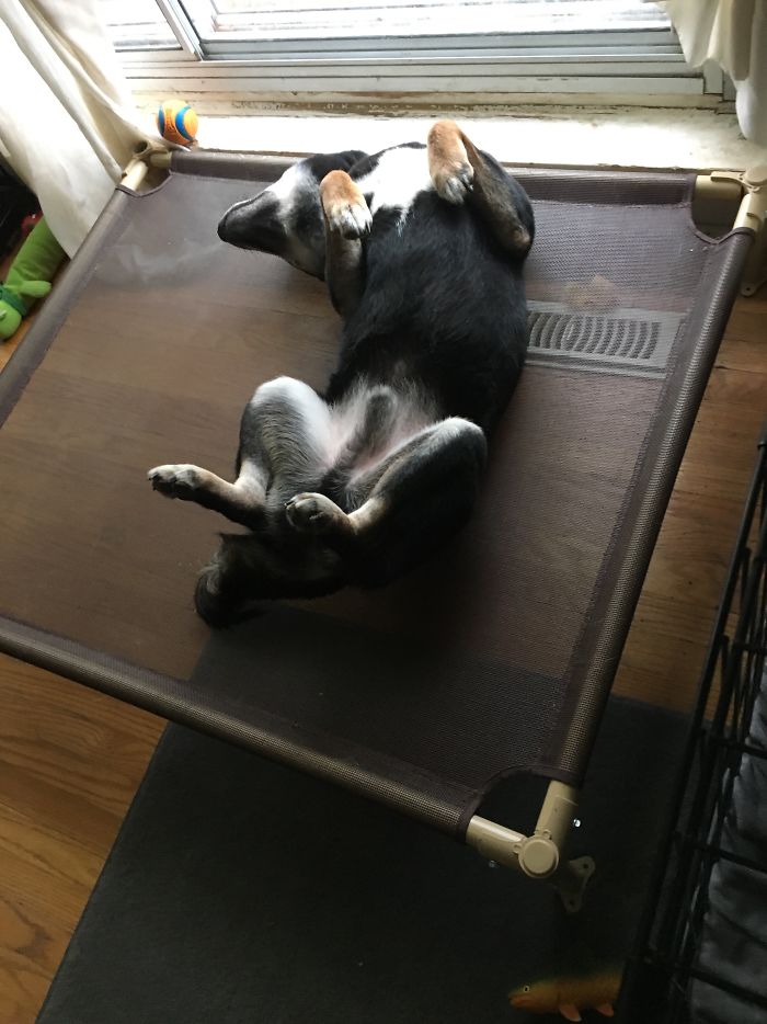 Hey Pandas, This Time Share Pictures Of Your Doggos And Puppers Acting Weird Hey Pandas, This Time Share Pictures Of Your Doggos And Puppers Acting Weird