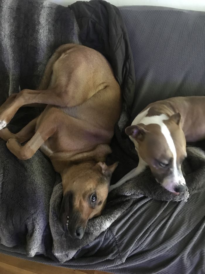 Hey Pandas, This Time Share Pictures Of Your Doggos And Puppers Acting Weird Hey Pandas, This Time Share Pictures Of Your Doggos And Puppers Acting Weird