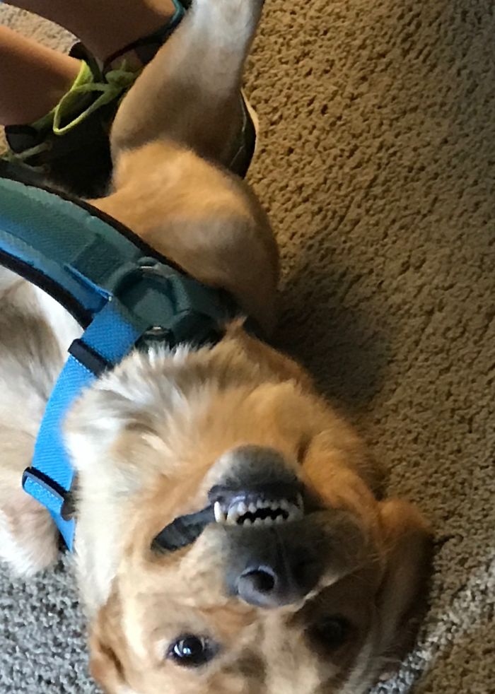 Hey Pandas, This Time Share Pictures Of Your Doggos And Puppers Acting Weird Hey Pandas, This Time Share Pictures Of Your Doggos And Puppers Acting Weird