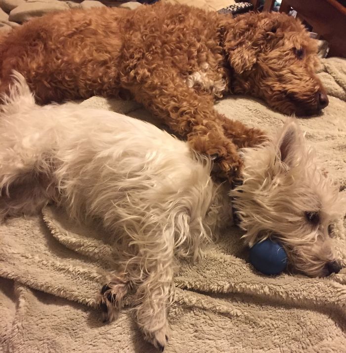 Hey Pandas, This Time Share Pictures Of Your Doggos And Puppers Acting Weird Hey Pandas, This Time Share Pictures Of Your Doggos And Puppers Acting Weird