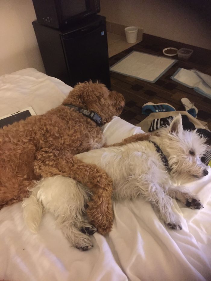 Hey Pandas, This Time Share Pictures Of Your Doggos And Puppers Acting Weird Hey Pandas, This Time Share Pictures Of Your Doggos And Puppers Acting Weird