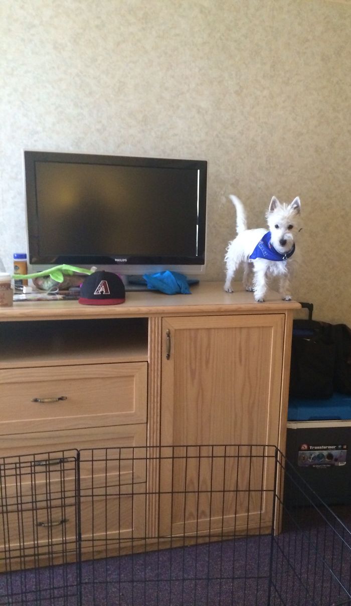 Hey Pandas, This Time Share Pictures Of Your Doggos And Puppers Acting Weird Hey Pandas, This Time Share Pictures Of Your Doggos And Puppers Acting Weird