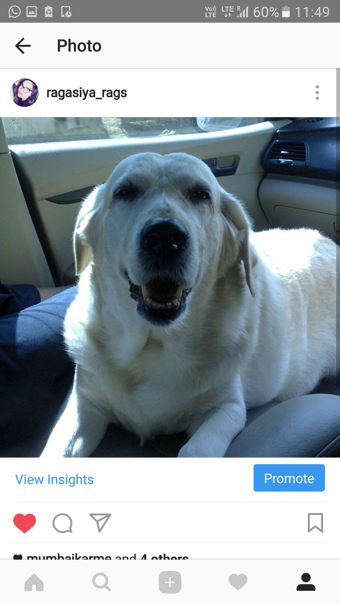 Hey Pandas, This Time Share Pictures Of Your Doggos And Puppers Acting Weird Hey Pandas, This Time Share Pictures Of Your Doggos And Puppers Acting Weird