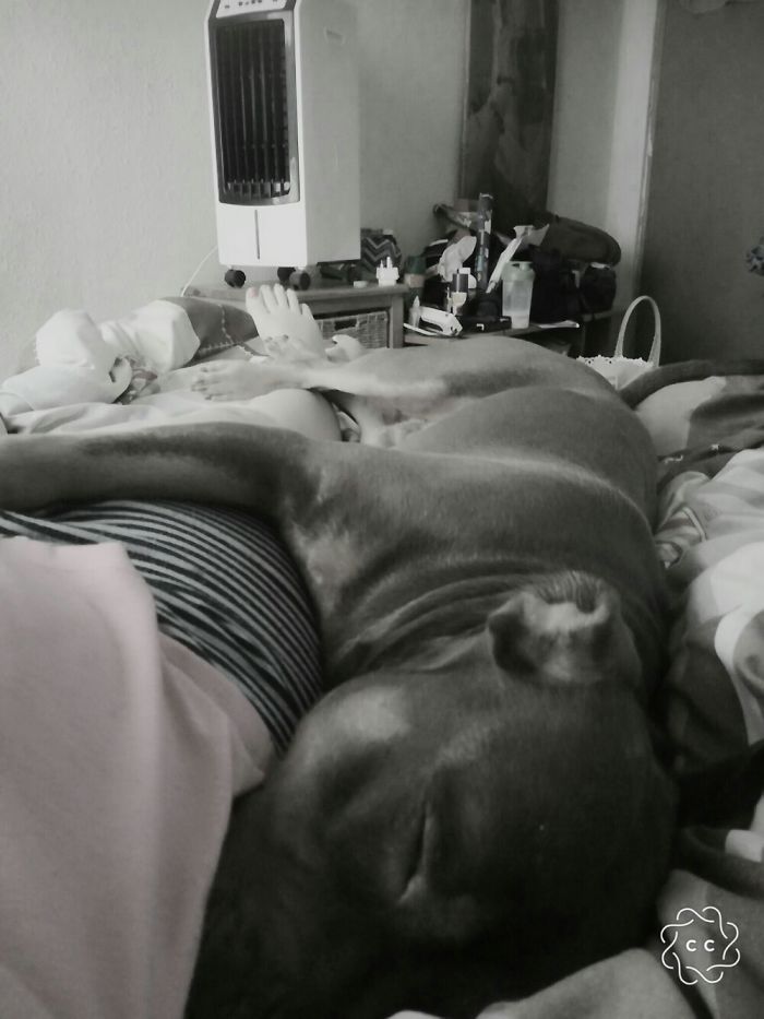 Hey Pandas, This Time Share Pictures Of Your Doggos And Puppers Acting Weird Hey Pandas, This Time Share Pictures Of Your Doggos And Puppers Acting Weird