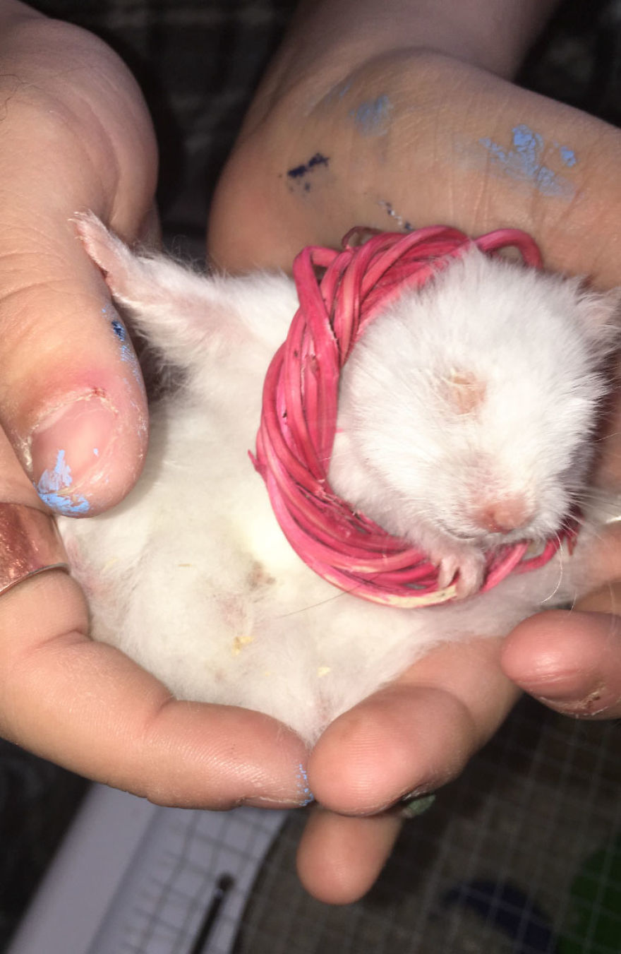 I Run A Small Animal Rescue For Over Sixty Animals I Run A Small Animal Rescue For Over Sixty Animals