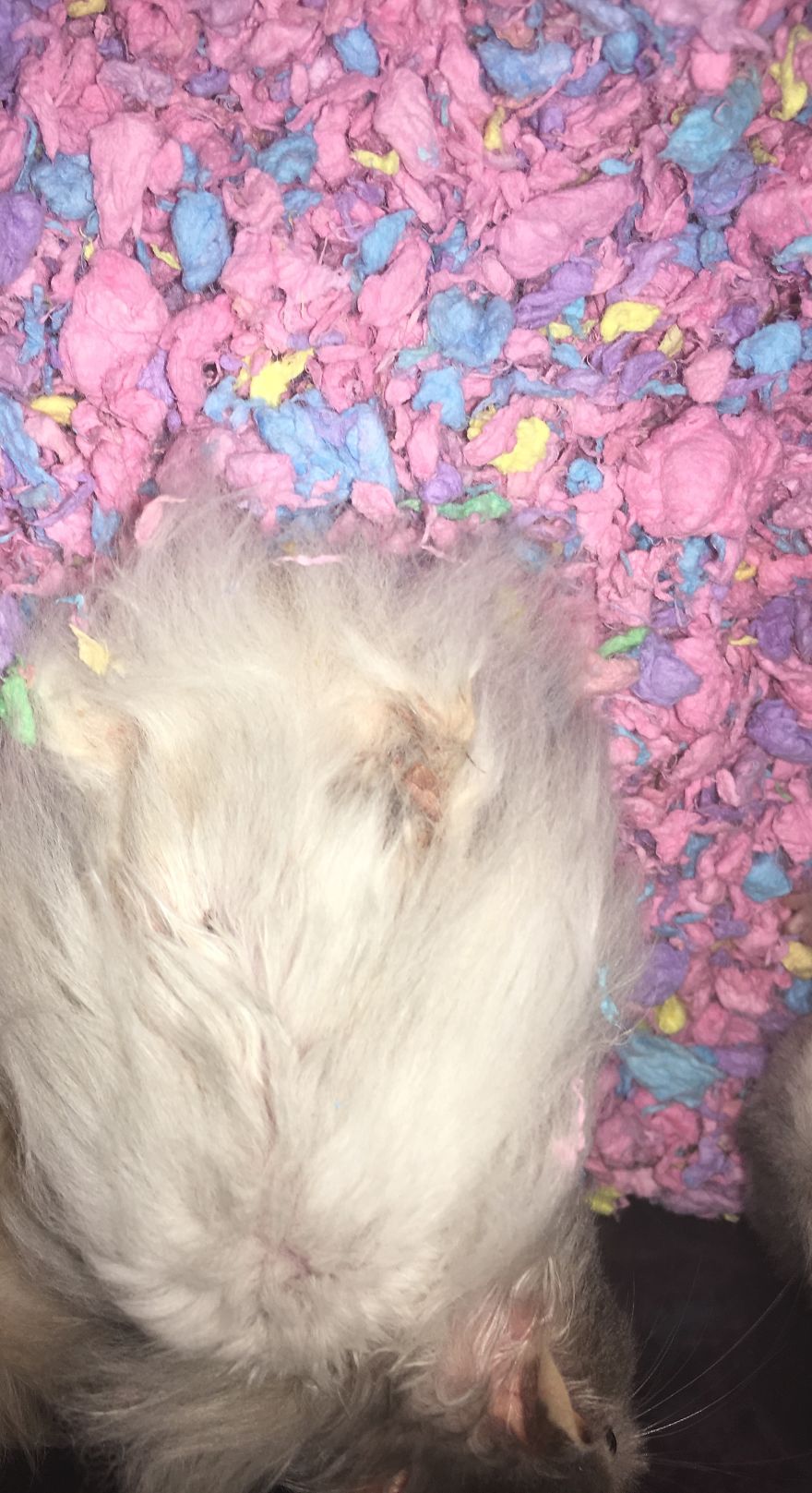 I Run A Small Animal Rescue For Over Sixty Animals I Run A Small Animal Rescue For Over Sixty Animals