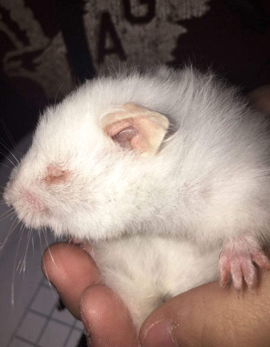 I Run A Small Animal Rescue For Over Sixty Animals I Run A Small Animal Rescue For Over Sixty Animals