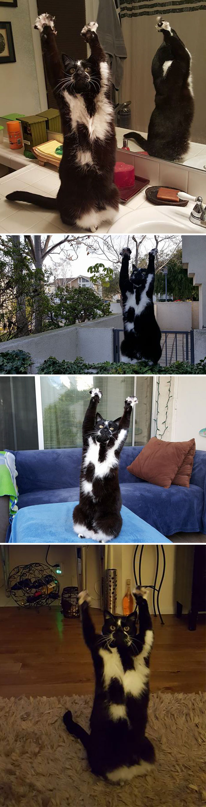 People Are Sharing Pics Of Their Cats Acting Weird (Add Yours)