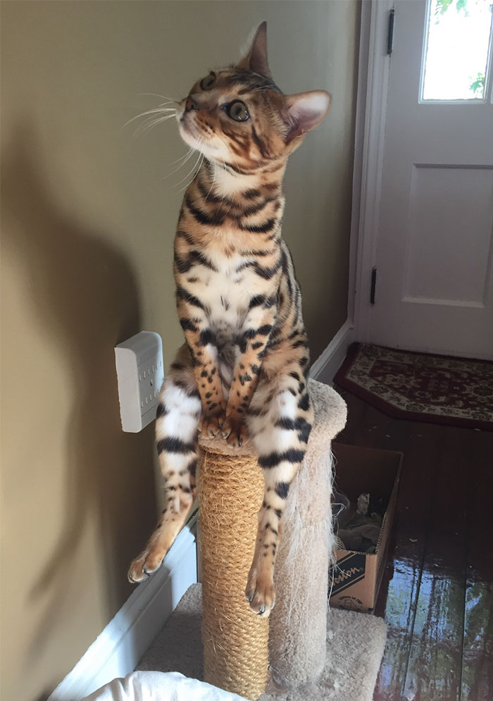 People Are Sharing Pics Of Their Cats Acting Weird (Add Yours)