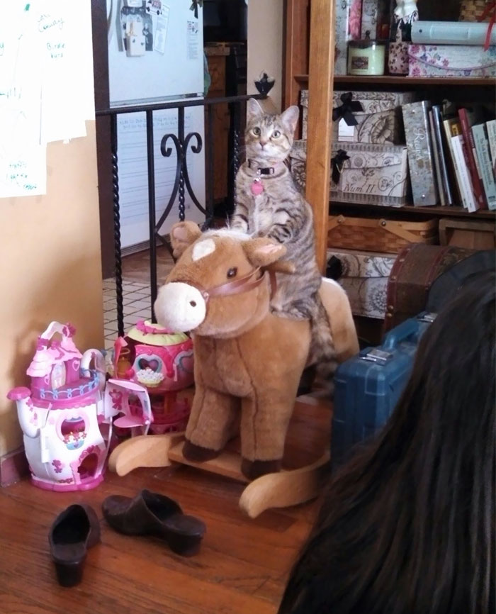 People Are Sharing Pics Of Their Cats Acting Weird (Add Yours)