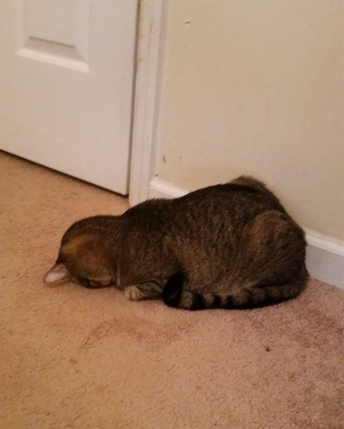 People Are Sharing Pics Of Their Cats Acting Weird (Add Yours)