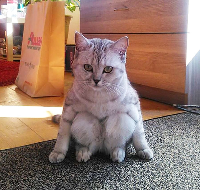 People Are Sharing Pics Of Their Cats Acting Weird (Add Yours)