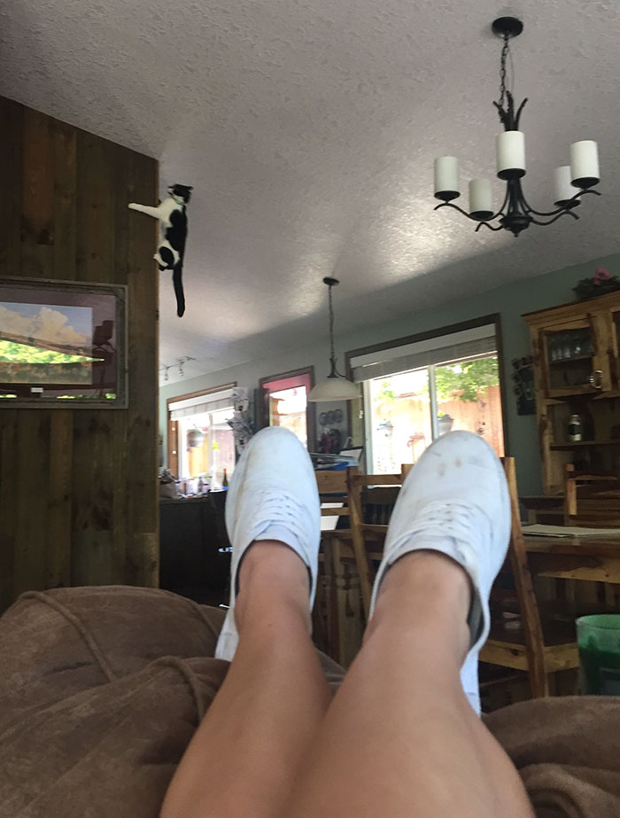 People Are Sharing Pics Of Their Cats Acting Weird (Add Yours)