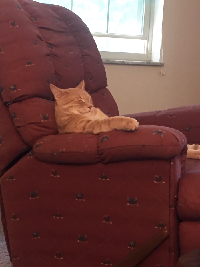 People Are Sharing Pics Of Their Cats Acting Weird (Add Yours)