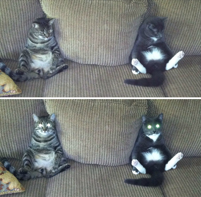 People Are Sharing Pics Of Their Cats Acting Weird (Add Yours)
