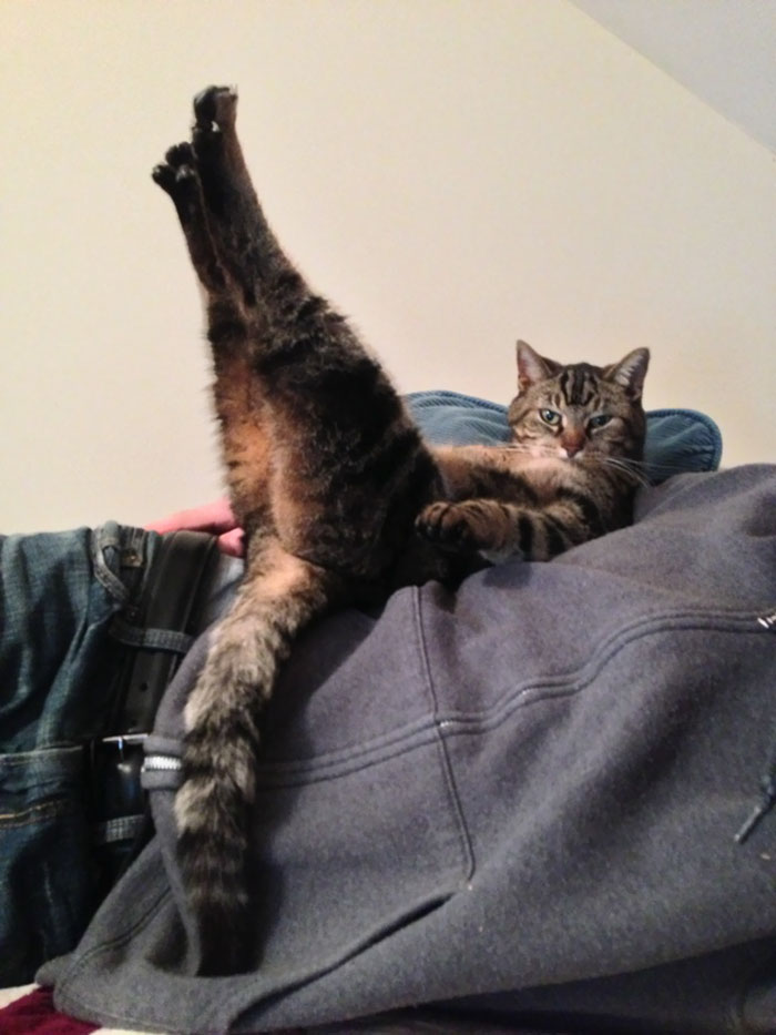 People Are Sharing Pics Of Their Cats Acting Weird (Add Yours)