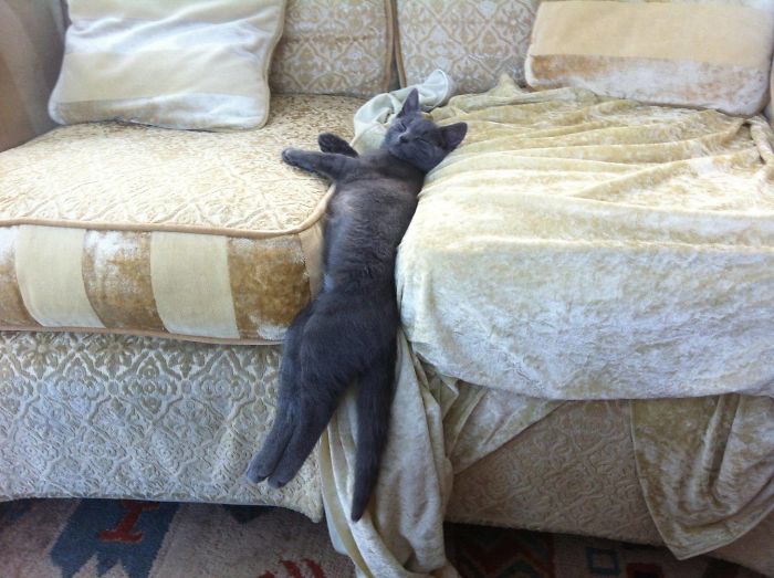 People Are Sharing Pics Of Their Cats Acting Weird (Add Yours)