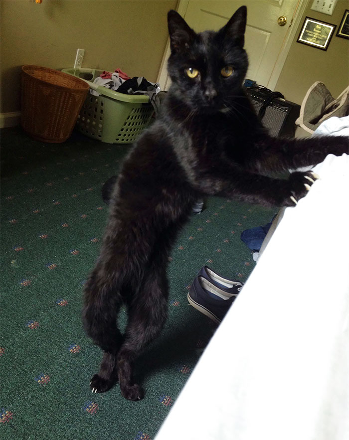 People Are Sharing Pics Of Their Cats Acting Weird (Add Yours)