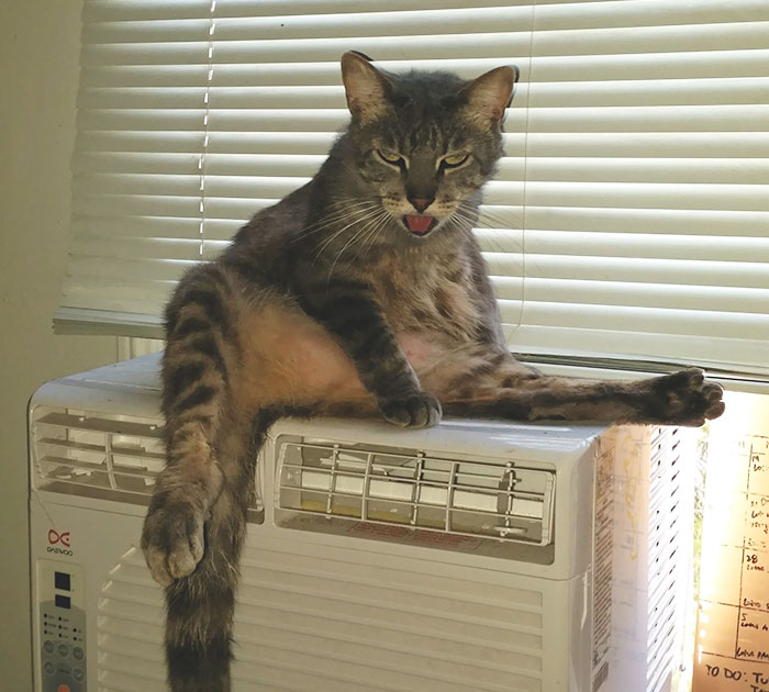 People Are Sharing Pics Of Their Cats Acting Weird (Add Yours)