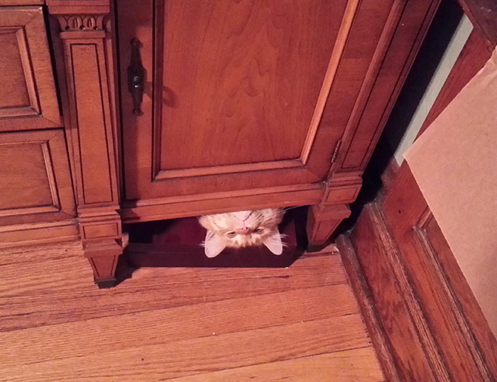 People Are Sharing Pics Of Their Cats Acting Weird (Add Yours)