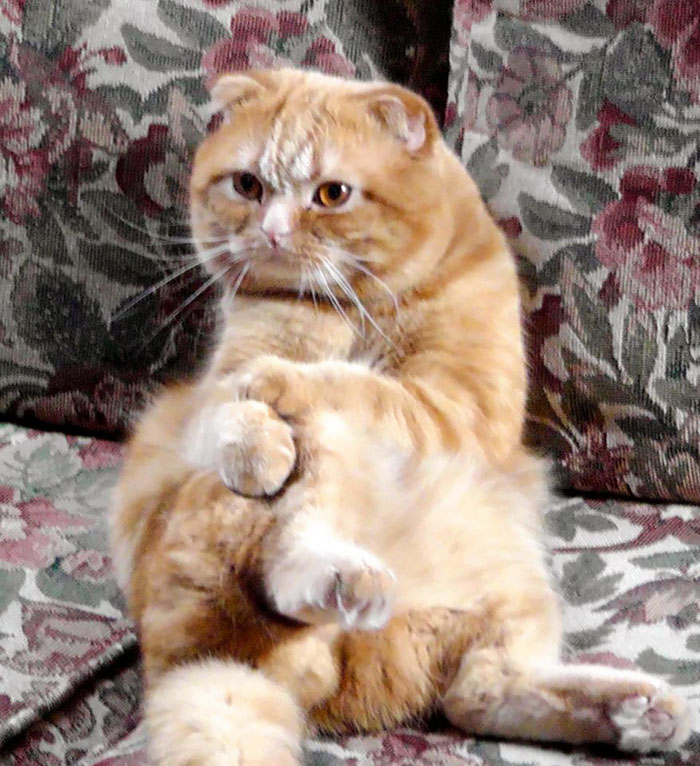 People Are Sharing Pics Of Their Cats Acting Weird (Add Yours)