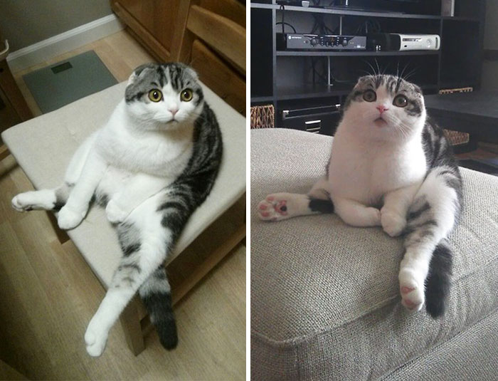 People Are Sharing Pics Of Their Cats Acting Weird (Add Yours)