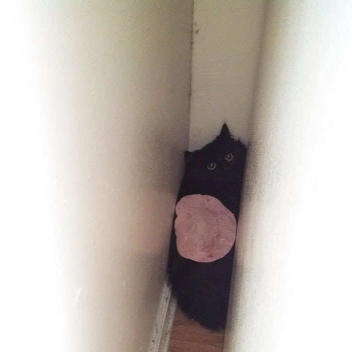 People Are Sharing Pics Of Their Cats Acting Weird (Add Yours)