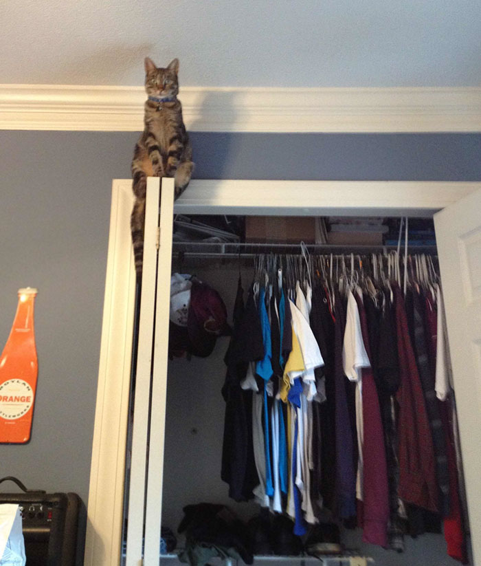 People Are Sharing Pics Of Their Cats Acting Weird (Add Yours)