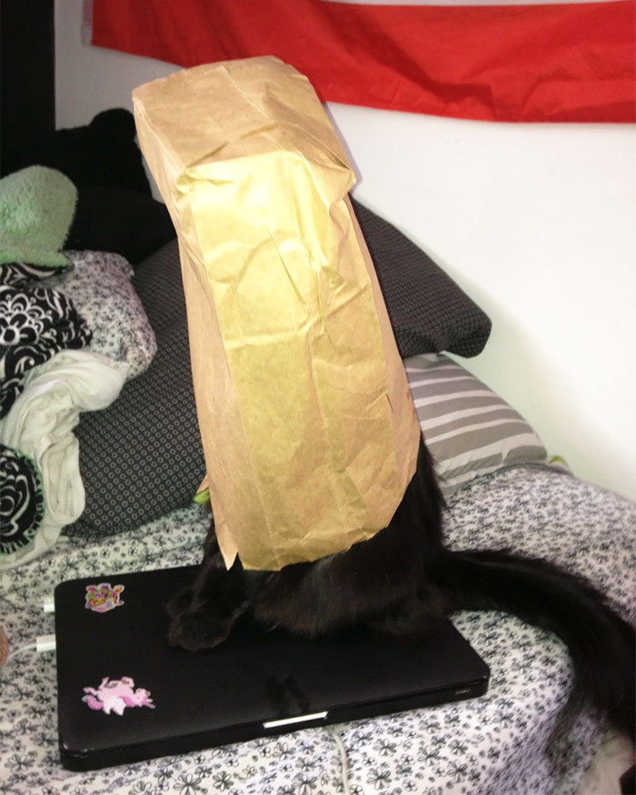 People Are Sharing Pics Of Their Cats Acting Weird (Add Yours)