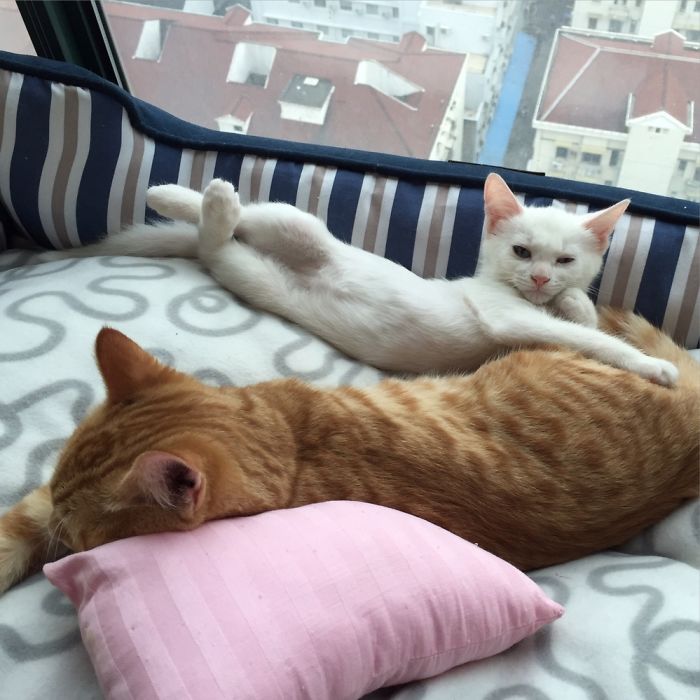 People Are Sharing Pics Of Their Cats Acting Weird (Add Yours)