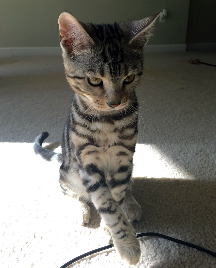 People Are Sharing Pics Of Their Cats Acting Weird (Add Yours)