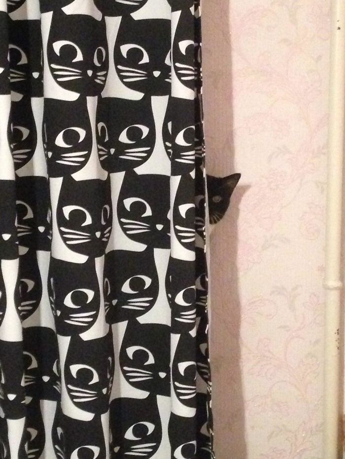 People Are Sharing Pics Of Their Cats Acting Weird (Add Yours)