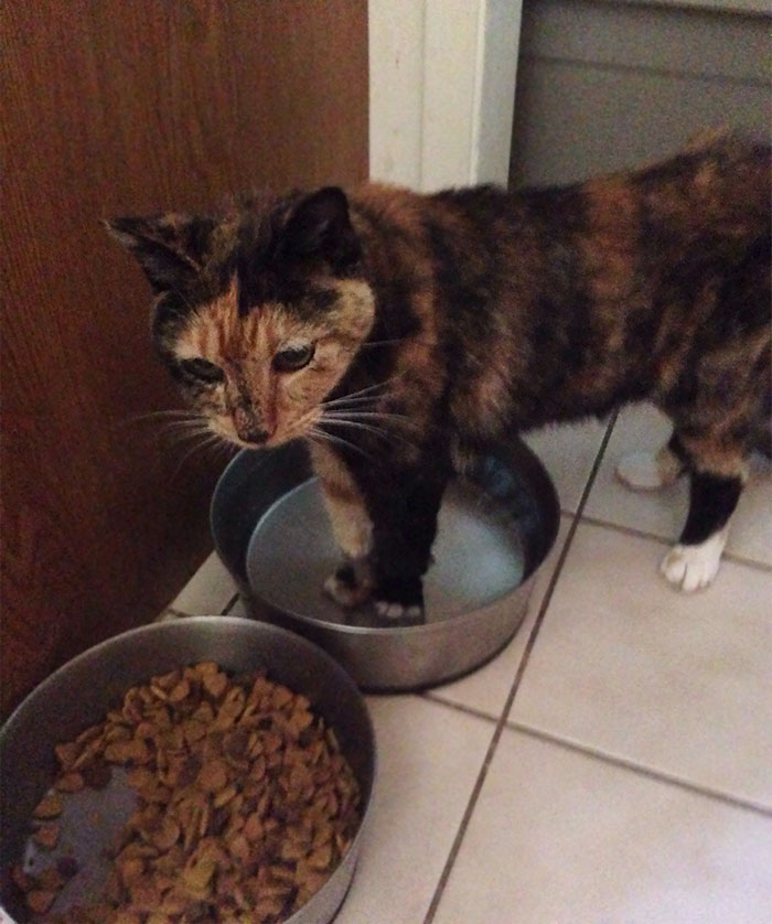 People Are Sharing Pics Of Their Cats Acting Weird (Add Yours)