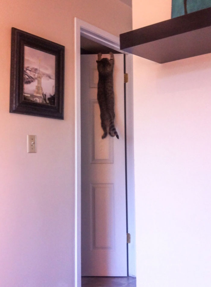 People Are Sharing Pics Of Their Cats Acting Weird (Add Yours)